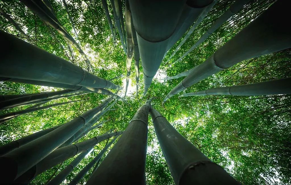 落实“以竹代塑”倡议，帝视科技以AI助力竹产业提速增质！